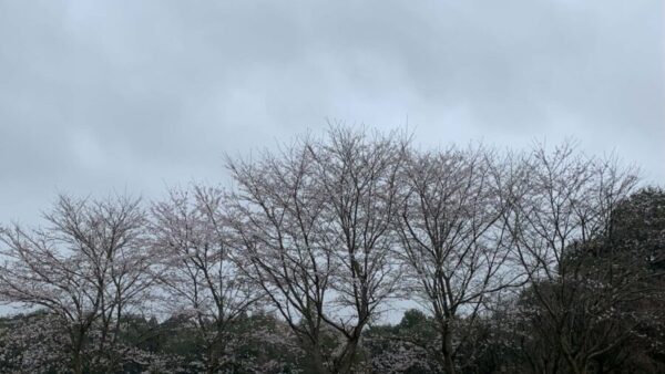 今日はエイプリル・フールです。