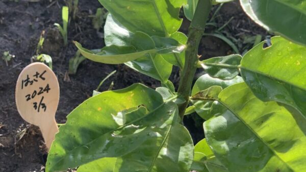 佐藤さん宅のはっさくのタネを植えたら芽が出ました!