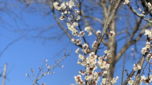 梅、満開です🌸